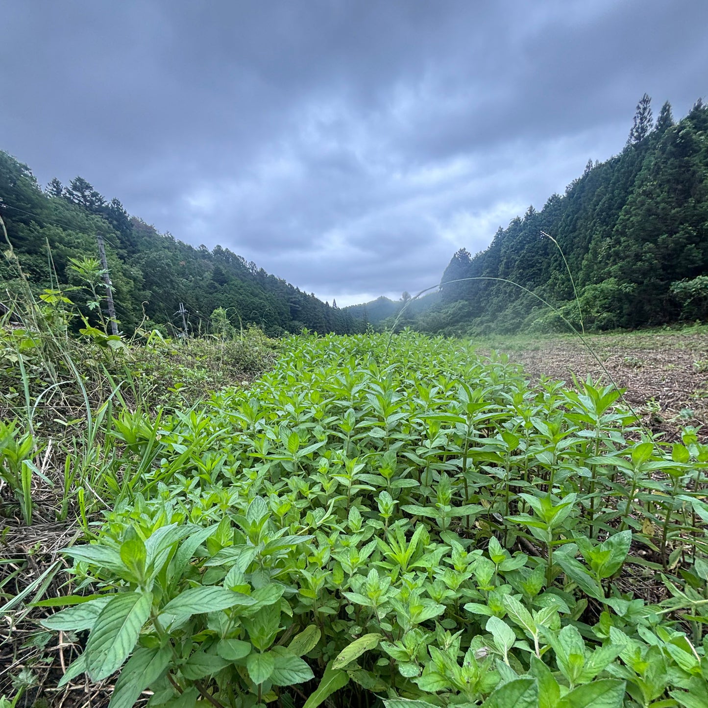 薄荷茶