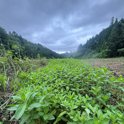 薄荷茶