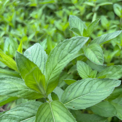 薄荷茶