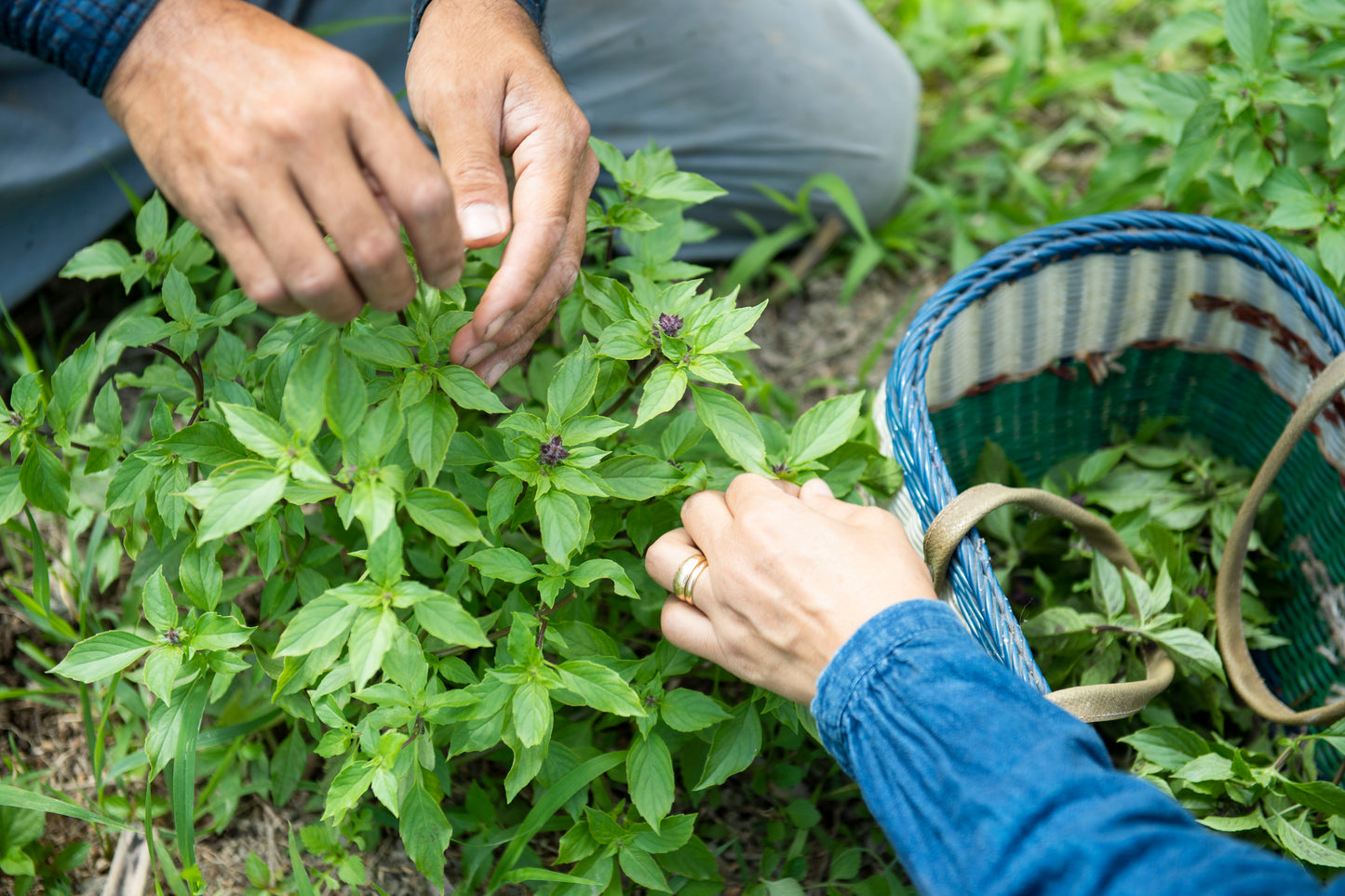 Tulsi tea