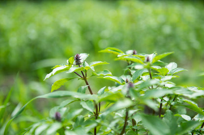 Tulsi tea